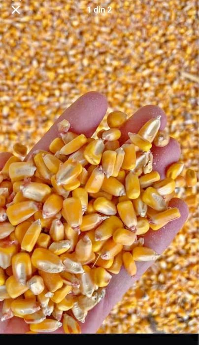 De vânzare malai uscat și Orz