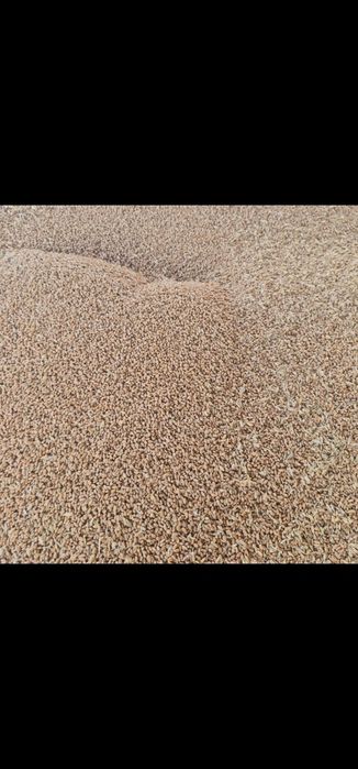 Пшеница-бидай из севера