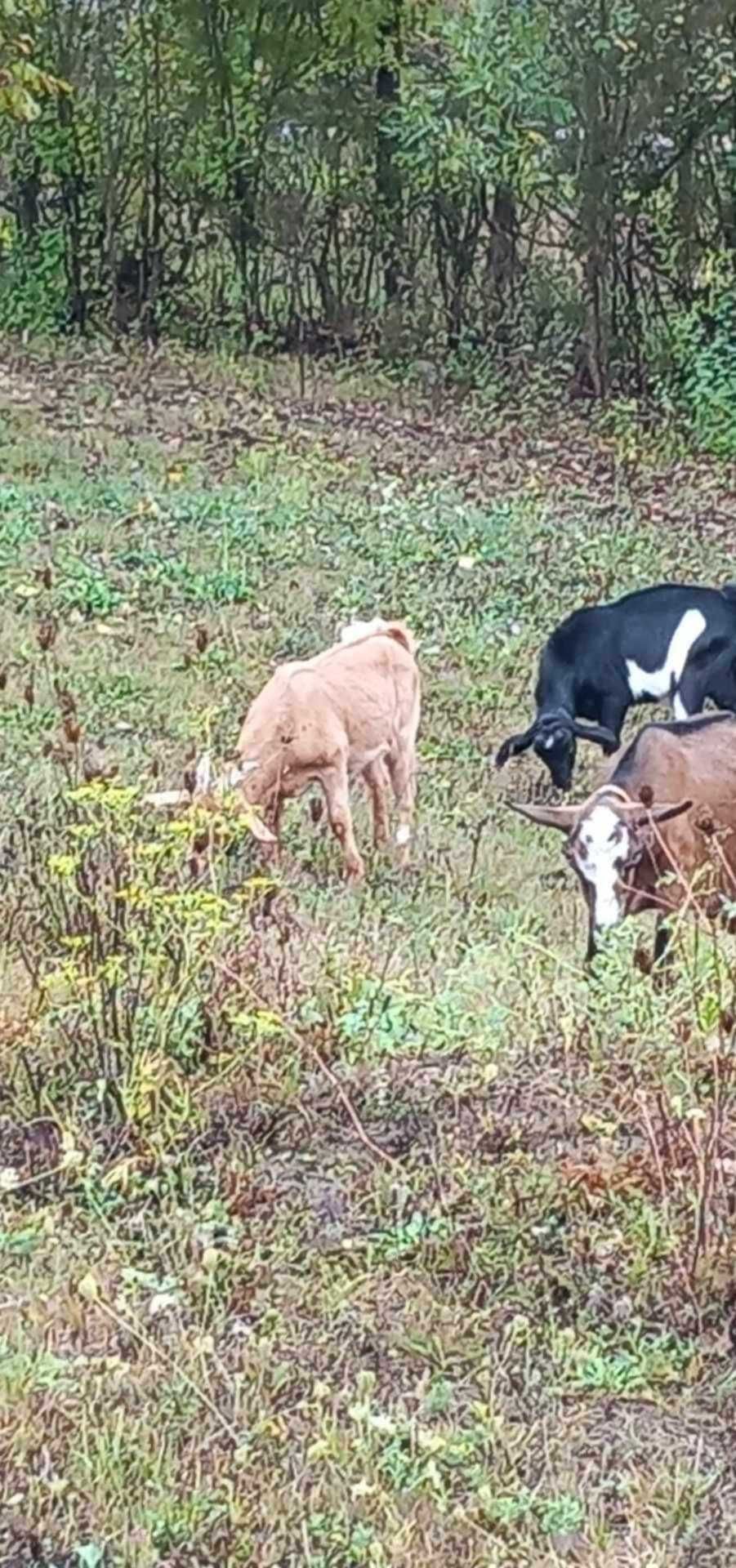 Capra si iezi alpina franceza