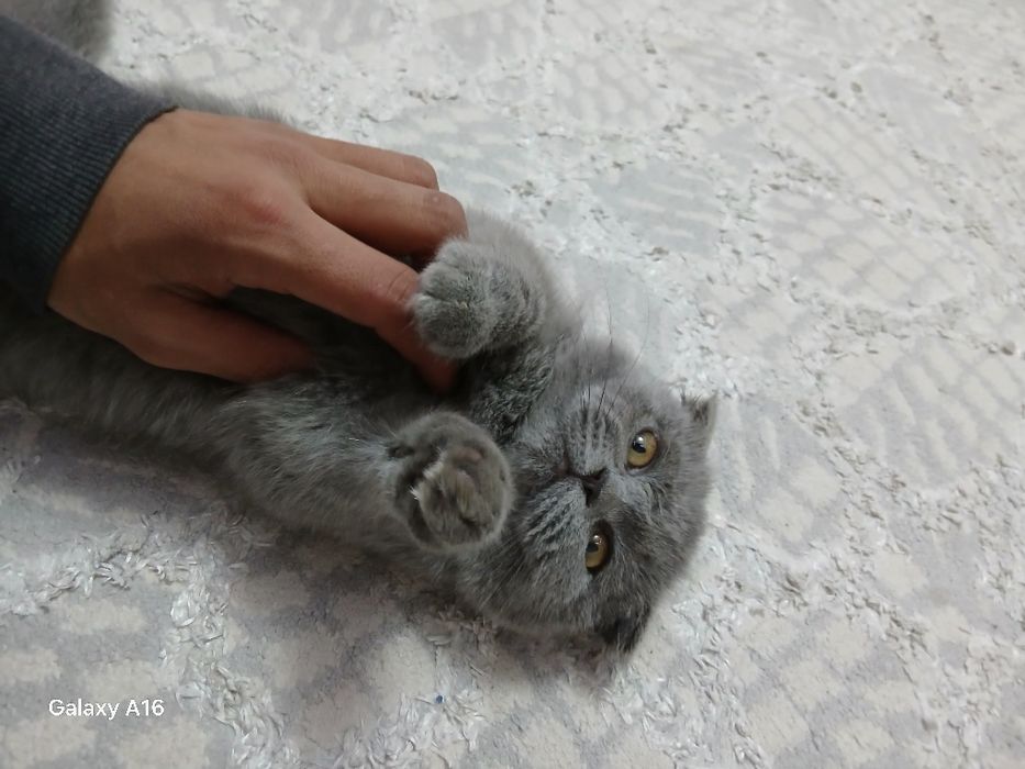 Mushuk  narx kelishiladi