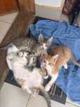 Pisici pentru adoptie