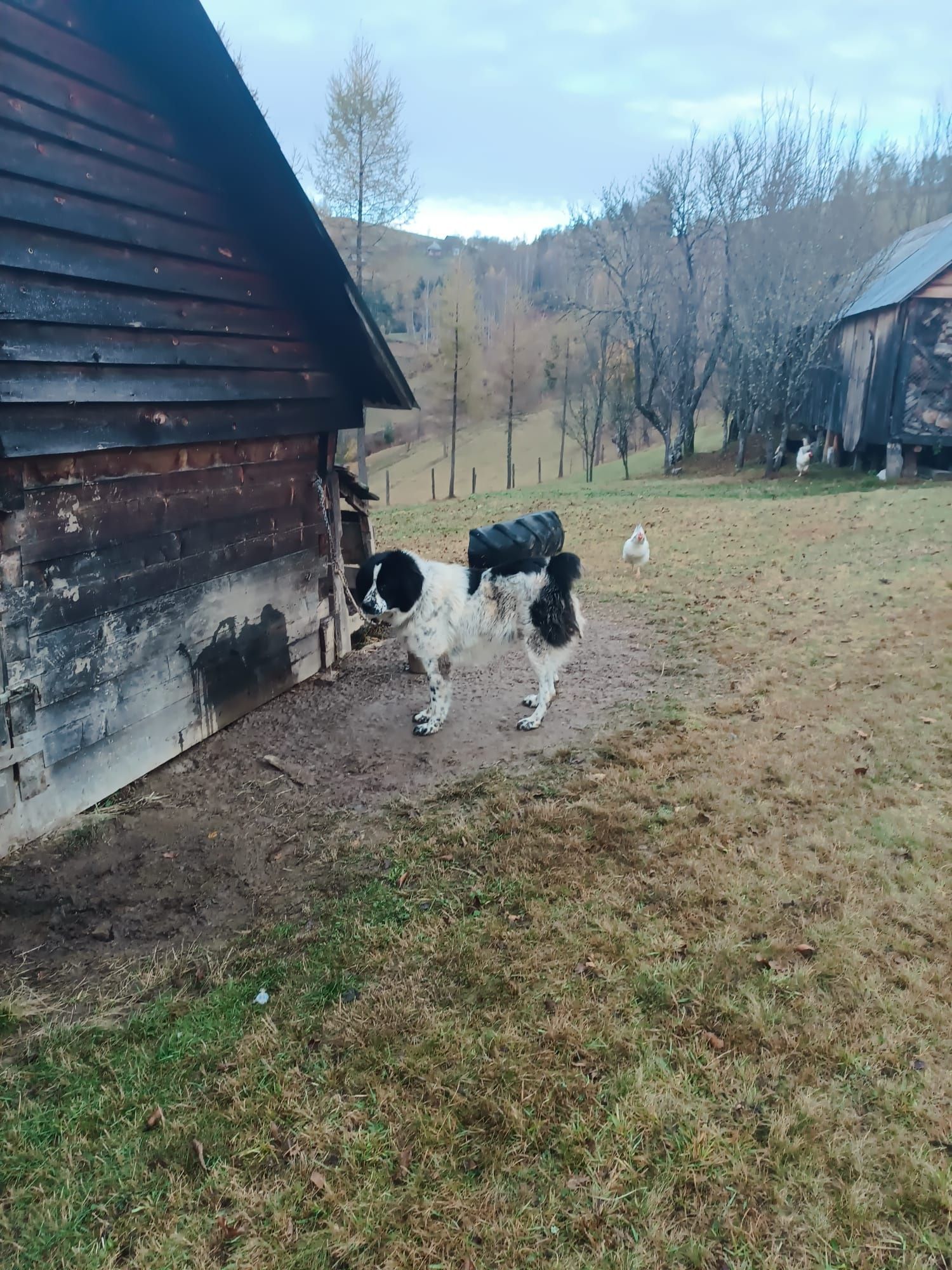 Caine rasa Bucovina