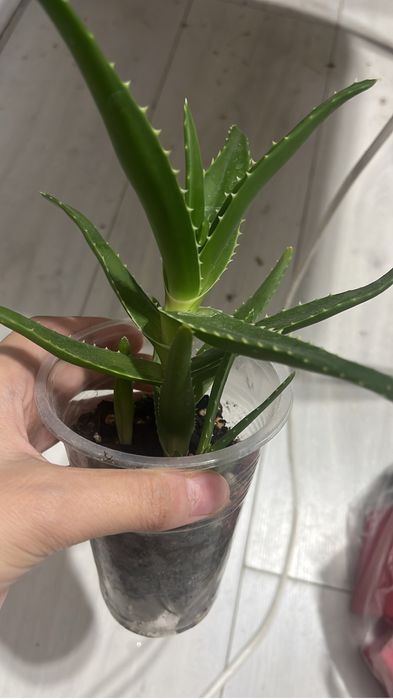 Алоэ , алоэ , алоэ