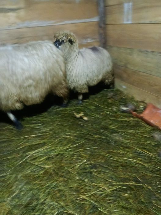 Oii țurcane bucălaie