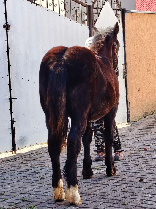 Mânză disponibilă de cinci luni