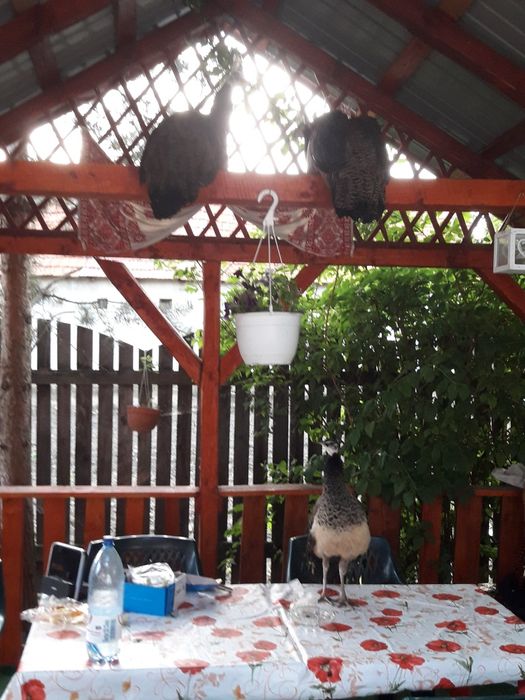 Pui păuni 4 luni