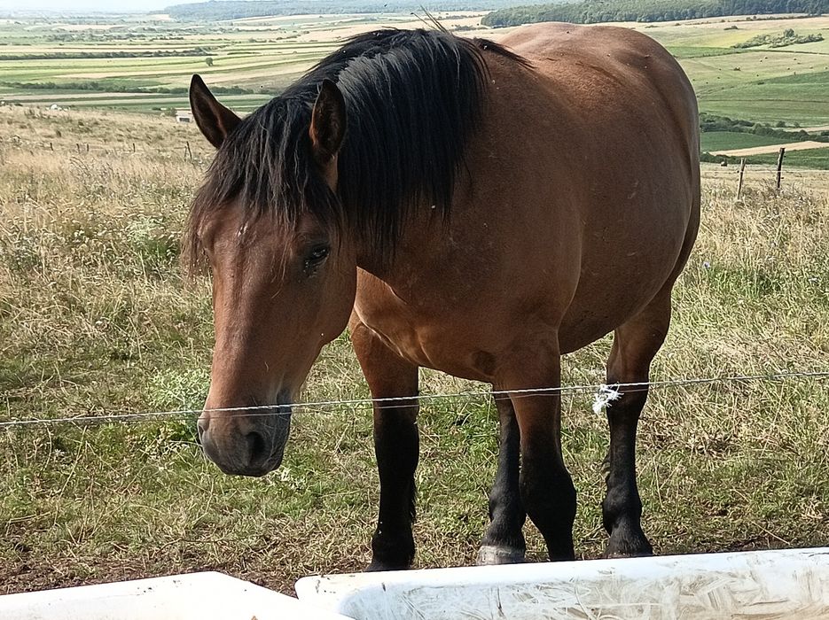 Vînd iapă cu mînz si un cal de trei ani