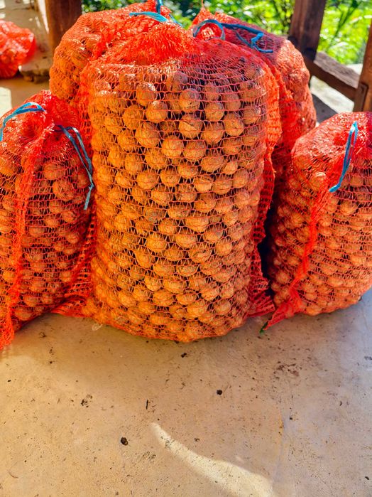 Vand nuci productie 2025