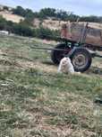 Помериан куче за продан