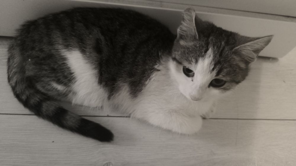 Отдам в хорошие руки