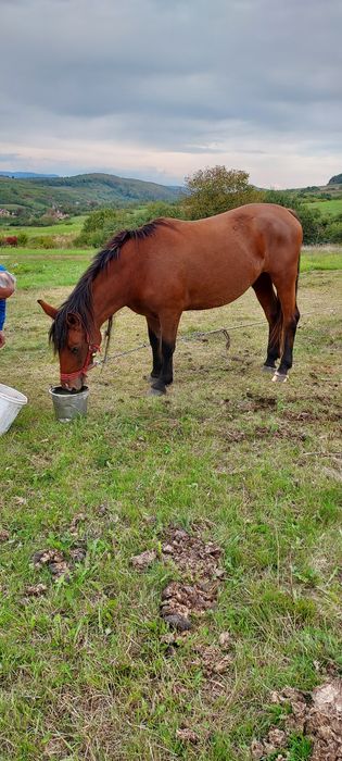 Iapa de vinzare , blinda si cuminte.