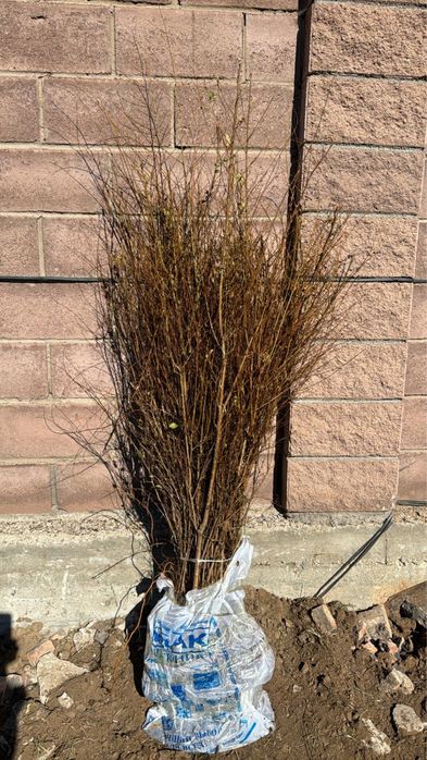 Вяз мелколистный (карагач)