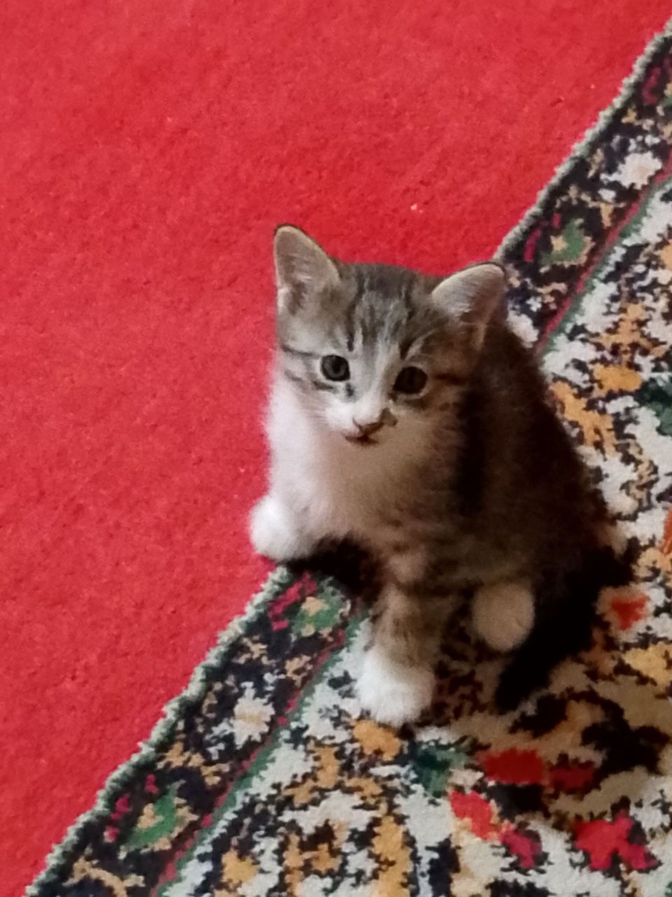 Ozoda soglom mushuk