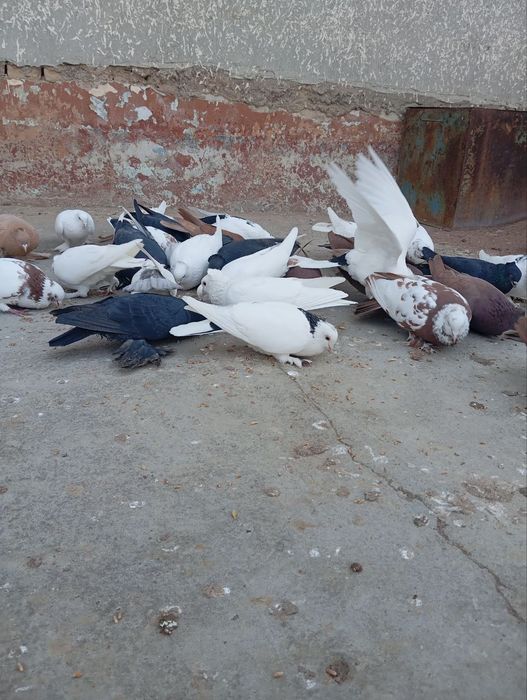 Каптарла сотилади срочно!!