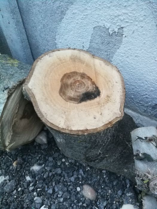 Buturugi, butuci, lemn nuc