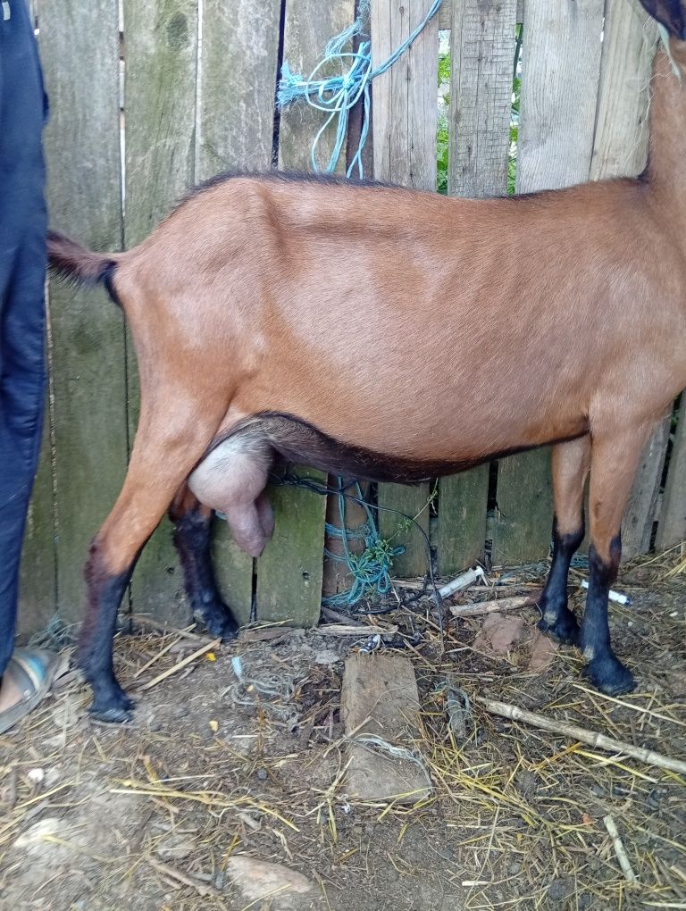 Animale domestice