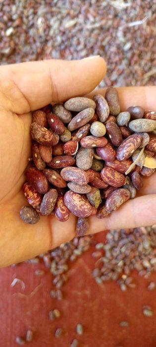 Boquvdagi mollarga qizil loviya turgan bitirgani yog sotiladi 3 tonna