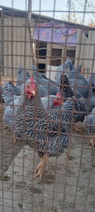 Амрокс германский ления қораздар