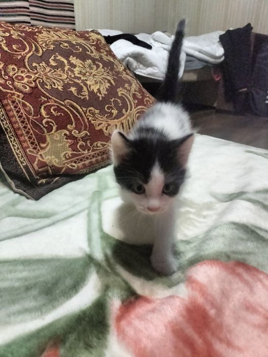 Раздача котёнка бесплатно
