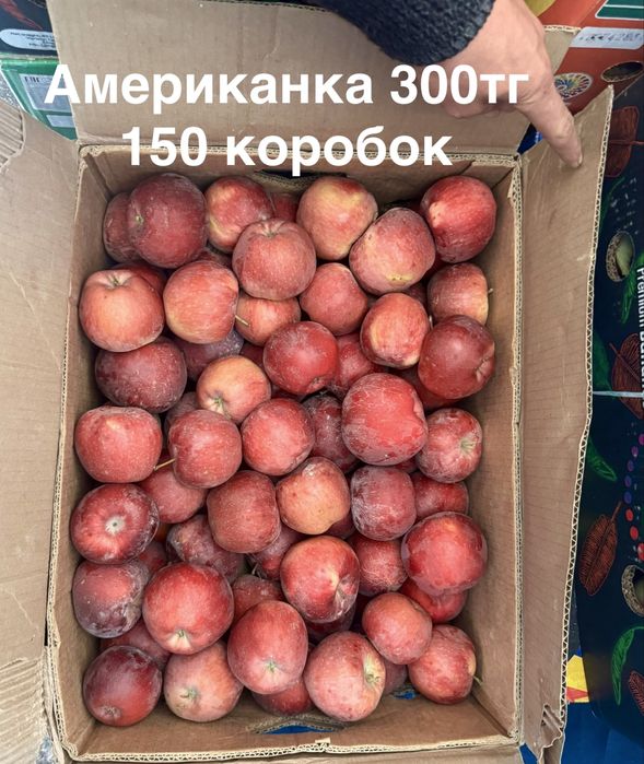 Яблоки 1 сорт. Апорт Кандиль