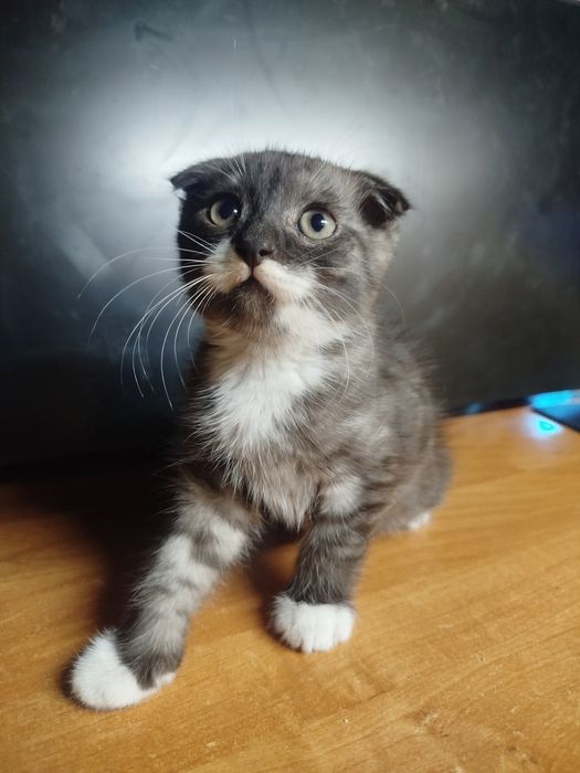 Отдам котенка в добрые руки