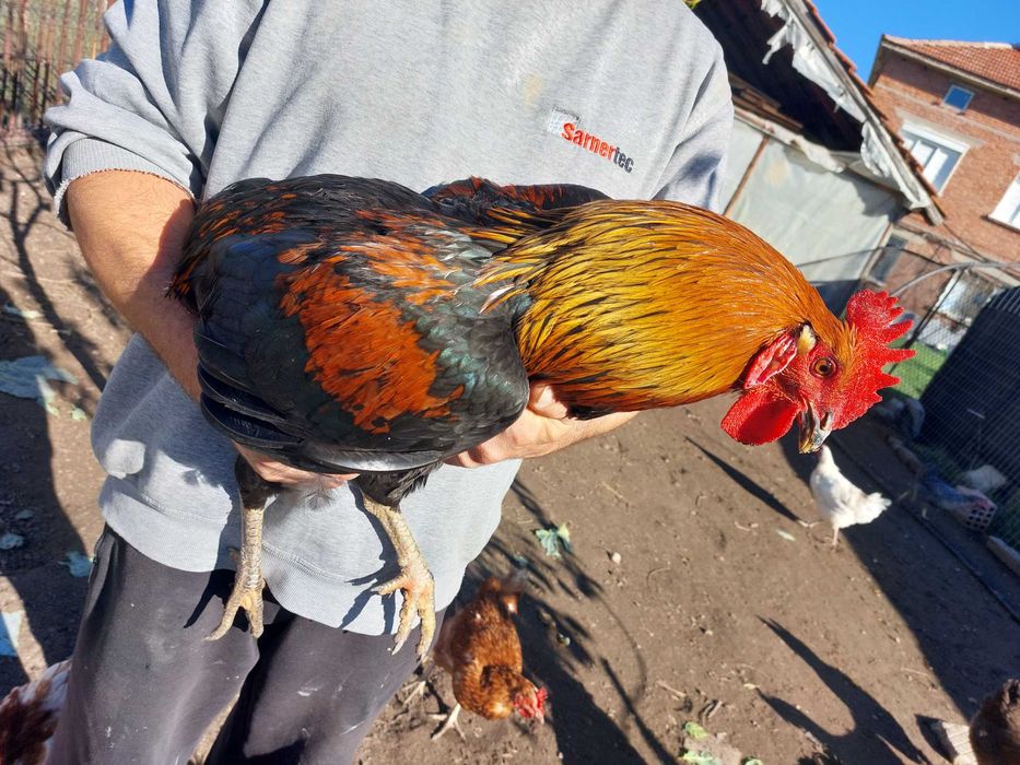 Петли млади 7 месеца