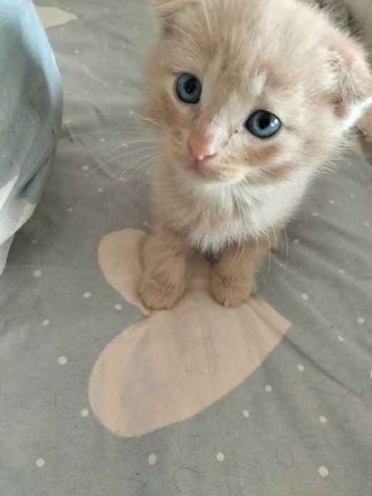 Продаю вислоухих котят