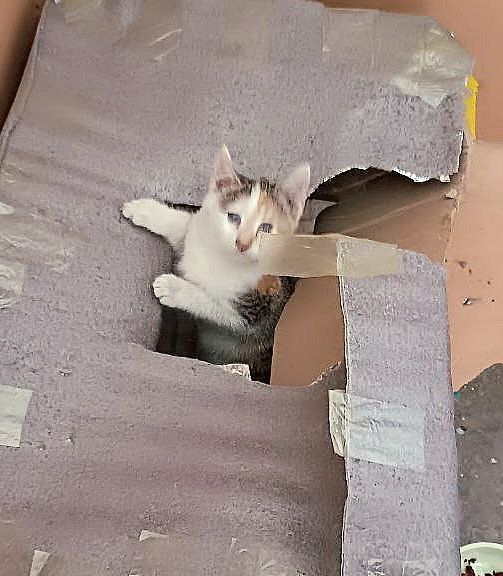 Котята даром в добрые руки