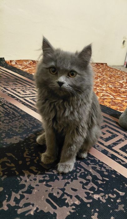 Мысықты жақсы көретіндерге беріледі!!!