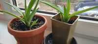 Vând 2 plante de Aloe Vera cu pui