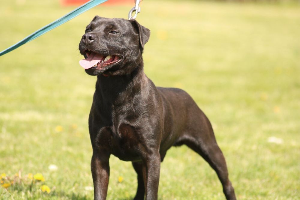 Femeluta paterdale terrier