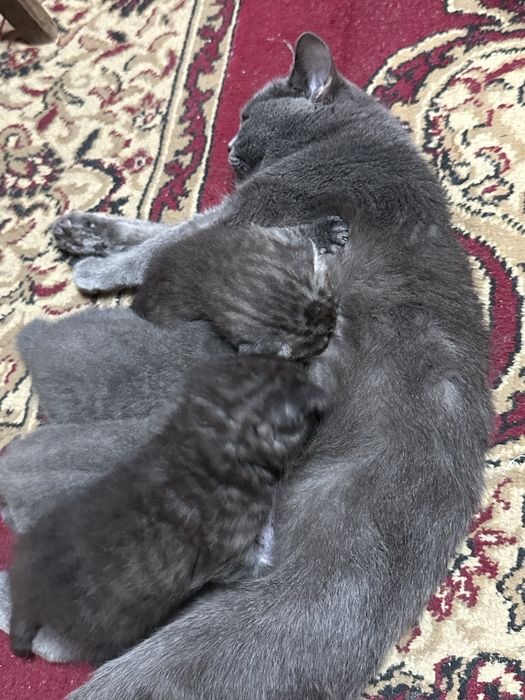 Умные ласковие котята