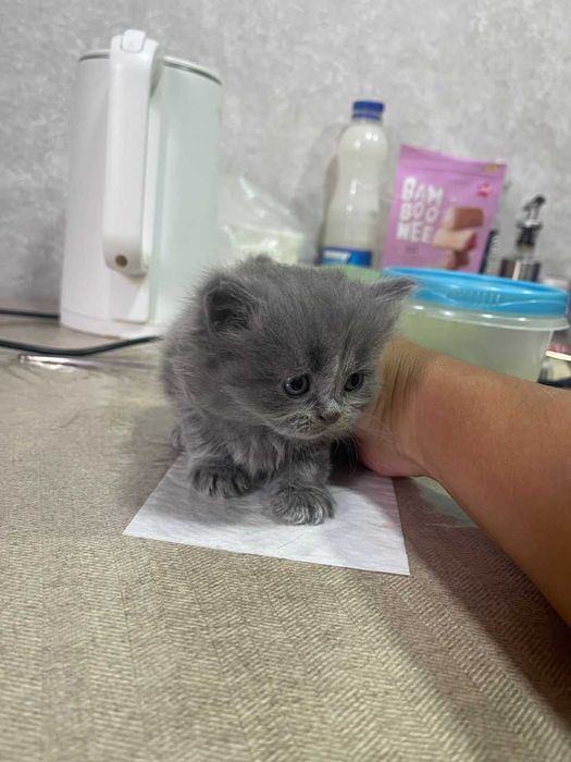 шотландские котята