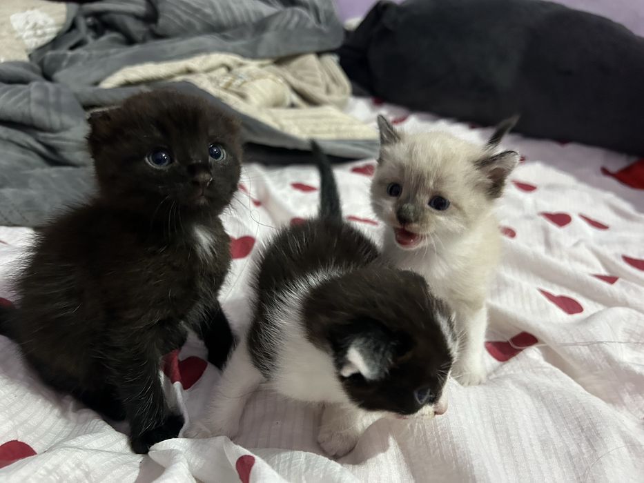 Котята 1,5 месяца — очень ласковые, от вислоухой мамы