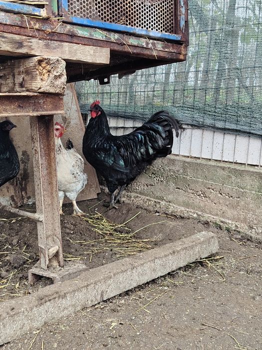 Vând cocos australorp