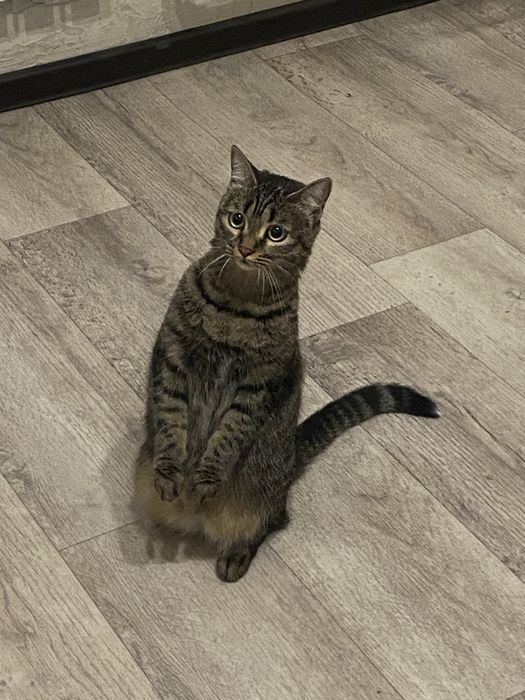 Отдам в добрые руки игривую кошечку