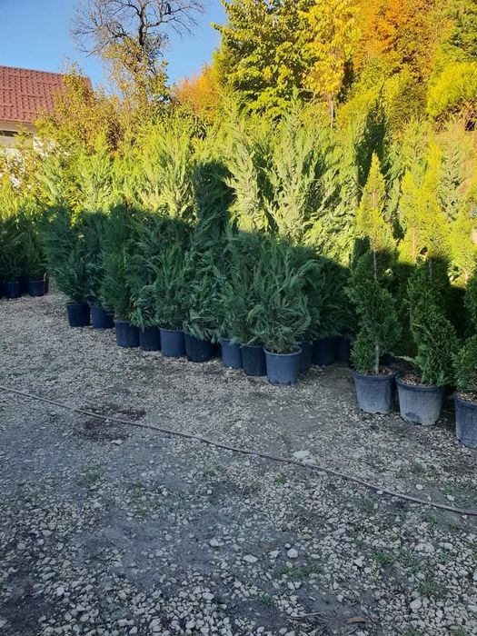 Gazon rulou plante ornamentale