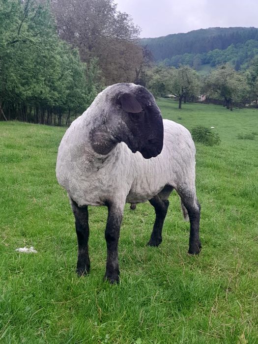 Vând berbec . In toamnă montează prima dată. Preț 1500