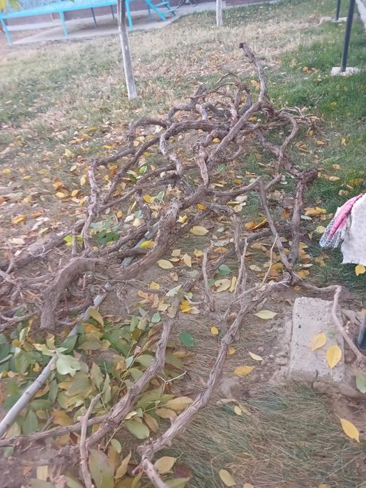 Древесины отын бесплатно