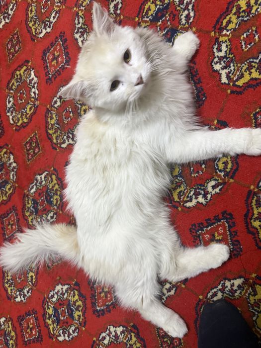 Отдам кота в хорошие руки