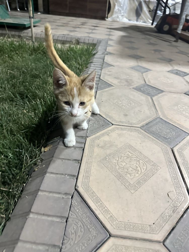 Рыжая Домашняя короткошёрстная кошка   (также называют: "дворянская")