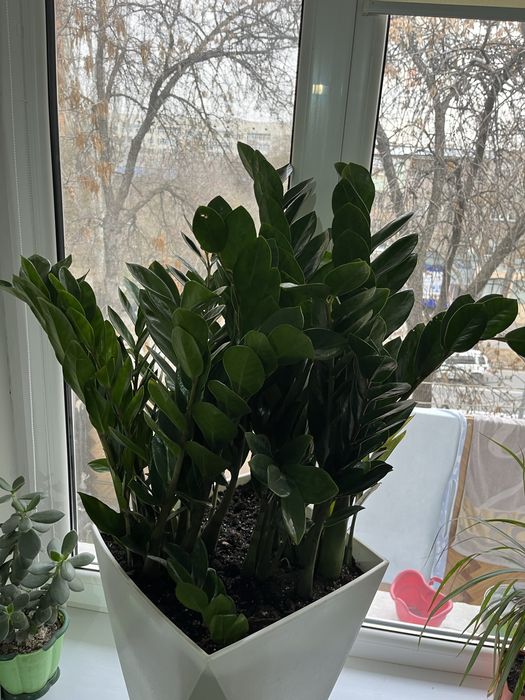 Комнатное растение