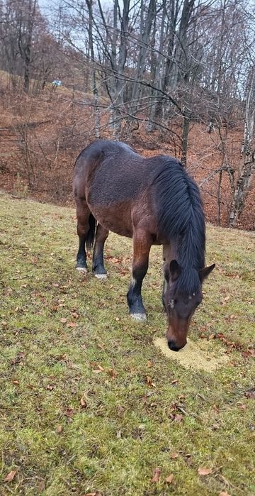 De vânzare mânză de 1.5 ani