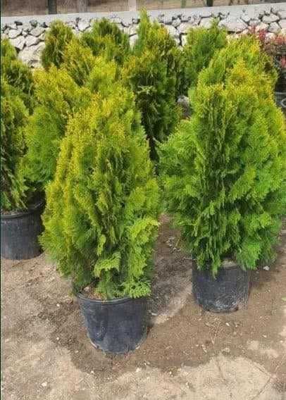 Leleandy diferite dimensiuni cel mai bun pret