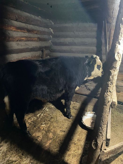 Продам бычков потсос