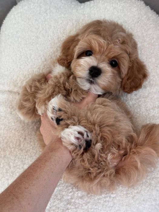 сладкуша - Мальтипу Ф1