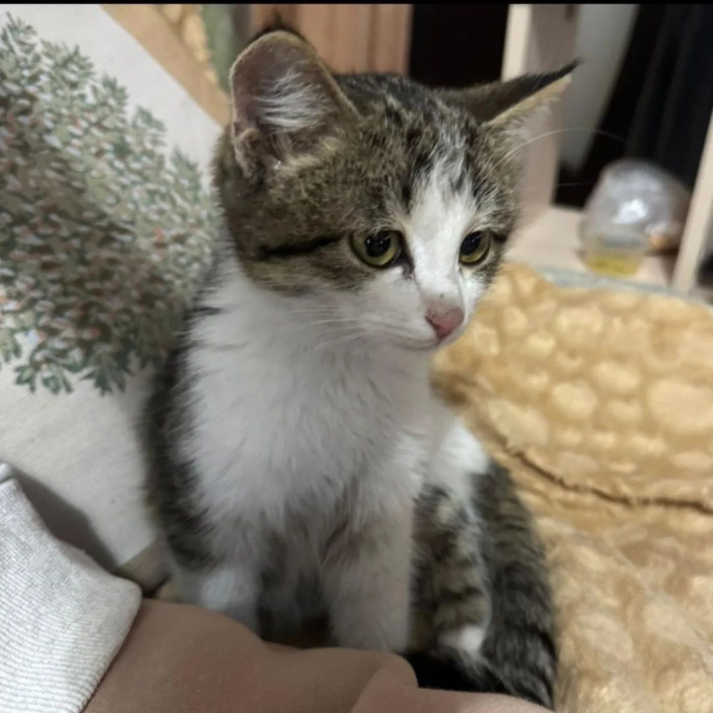 Котёнок в добрые руки