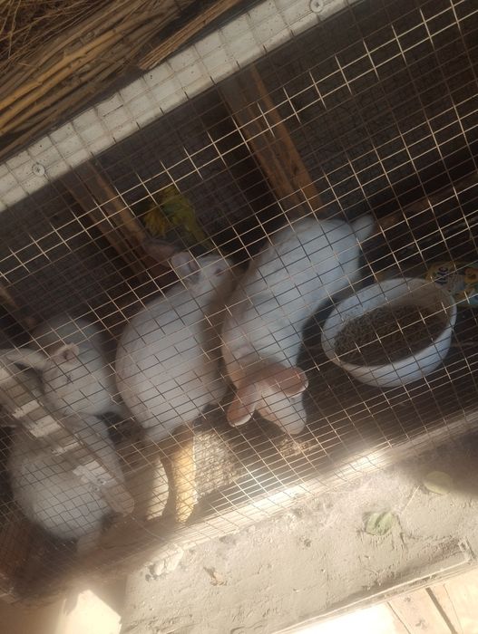 Quyonlar sotiladi koʻpi qiz 220 mingdan