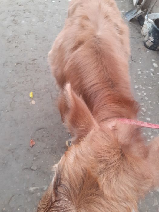 Vând vițelusa de 3 luni bruna.