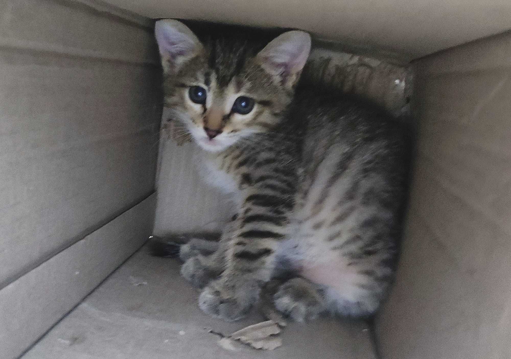 Котёнок бесплатно